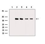 IFRD1 Antibody in Western Blot (WB)