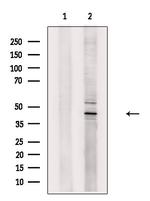 TAF7L Antibody in Western Blot (WB)