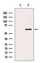 Torc1 Antibody in Western Blot (WB)