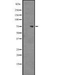 ZNF709 Antibody in Western Blot (WB)