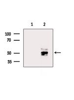 DMRTB1 Antibody in Western Blot (WB)