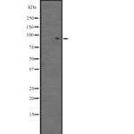 BACH2 Antibody in Western Blot (WB)