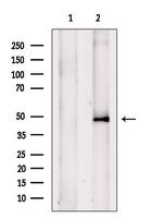 TRIM31 Antibody in Western Blot (WB)