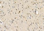 TSPYL2 Antibody in Immunohistochemistry (Paraffin) (IHC (P))