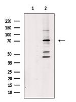 GITRL Antibody in Western Blot (WB)