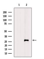 FGF12 Antibody in Western Blot (WB)