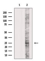 IL1F6 Antibody in Western Blot (WB)