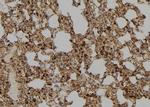 IFI35 Antibody in Immunohistochemistry (Paraffin) (IHC (P))