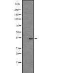 IFI35 Antibody in Western Blot (WB)