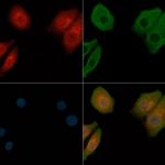 CD49a Antibody in Immunocytochemistry (ICC/IF)