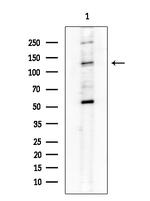 CD49a Antibody in Western Blot (WB)