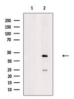 AMICA Antibody in Western Blot (WB)