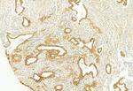 PLCE1 Antibody in Immunohistochemistry (Paraffin) (IHC (P))