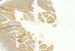 PLCE1 Antibody in Immunohistochemistry (Paraffin) (IHC (P))