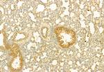 PLCE1 Antibody in Immunohistochemistry (Paraffin) (IHC (P))