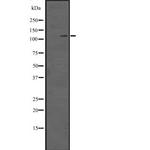 SETDB2 Antibody in Western Blot (WB)