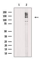 SAP130 Antibody in Western Blot (WB)