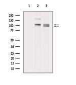 KIF23 Antibody in Western Blot (WB)