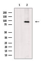 KIF23 Antibody in Western Blot (WB)