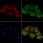 KappaB ras2 Antibody in Immunocytochemistry (ICC/IF)