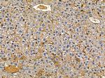 KappaB ras2 Antibody in Immunohistochemistry (Paraffin) (IHC (P))