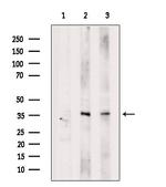 ALKBH5 Antibody in Western Blot (WB)