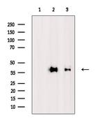 MUL1 Antibody in Western Blot (WB)