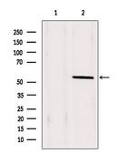 PAX1 Antibody in Western Blot (WB)