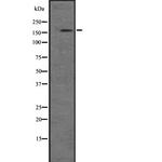 PIK3C2B Antibody in Western Blot (WB)