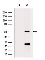 PI3K p55 gamma Antibody in Western Blot (WB)