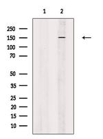 Attractin Antibody in Western Blot (WB)