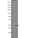 FGF19 Antibody in Western Blot (WB)