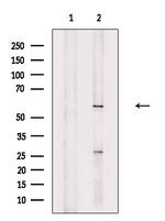 PCTAIRE1 Antibody in Western Blot (WB)