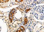 Placental Protein 14 Antibody in Immunohistochemistry (Paraffin) (IHC (P))