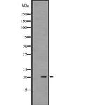 Placental Protein 14 Antibody in Western Blot (WB)