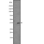 OR52Z1P Antibody in Western Blot (WB)