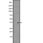 GPR35 Antibody in Western Blot (WB)