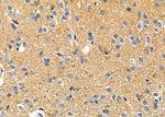 NPBWR2 Antibody in Immunohistochemistry (Paraffin) (IHC (P))