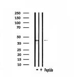 NPBWR2 Antibody in Western Blot (WB)