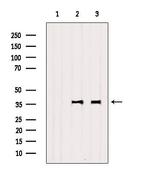 NPBWR2 Antibody in Western Blot (WB)