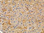 NPSR1 Antibody in Immunohistochemistry (Paraffin) (IHC (P))