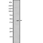 NPSR1 Antibody in Western Blot (WB)