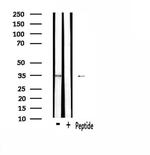 OR2T8/OR2T12/OR2T33 Antibody in Western Blot (WB)