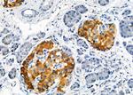 OR5AN1 Antibody in Immunohistochemistry (Paraffin) (IHC (P))