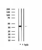 OR1J2/OR1N2 Antibody in Western Blot (WB)