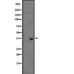 OR1L3 Antibody in Western Blot (WB)