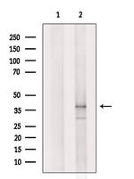 OR2A2 Antibody in Western Blot (WB)