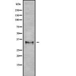 OR2L3/OR2L8 Antibody in Western Blot (WB)