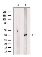 OR2M4 Antibody in Western Blot (WB)