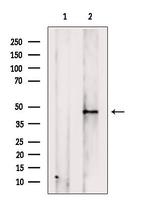 OR2T27 Antibody in Western Blot (WB)